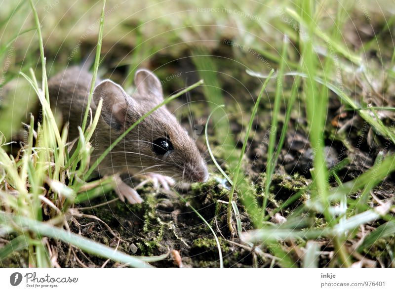 Mice 1 Nature Spring Summer Autumn Grass Moss Woodground Meadow Forest Animal Wild animal Mouse Animal face Crawl Looking Small Near Natural Curiosity Cute