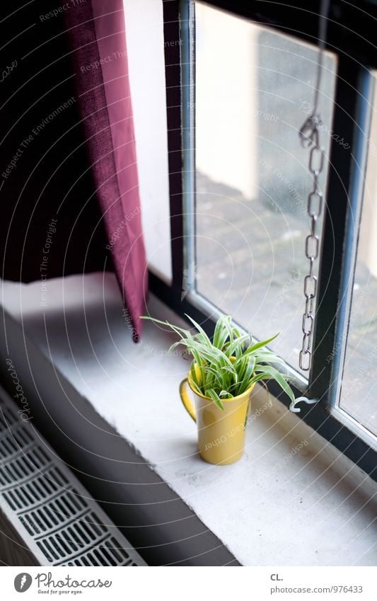 At the window Living or residing Flat (apartment) Decoration Room Plant Wall (barrier) Wall (building) Window Heating Heater Flower vase Mug Window board Chain