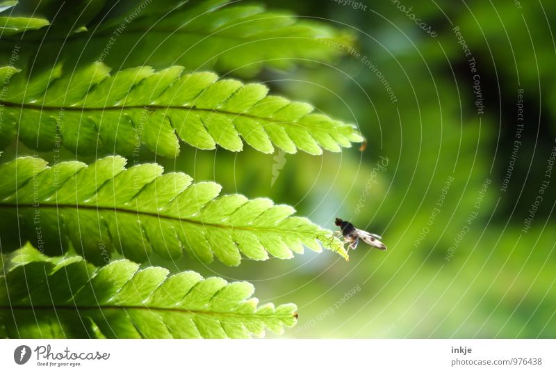 This fly can fly. Nature Plant Animal Fern Leaf Fly Fruit fly 1 To hold on Crouch Sit Fresh Small Natural Green Break Size difference Edge Bright green