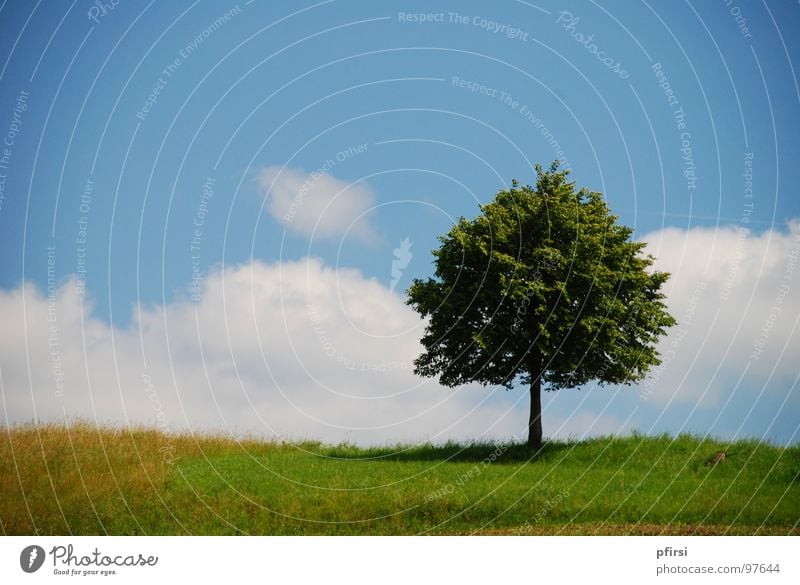 up above the clouds... Tree Loneliness Green Meadow Horizon Border Clouds Edge White Leaf Field Beautiful Summer Spring Lighting Nature Sky Blue Tree trunk