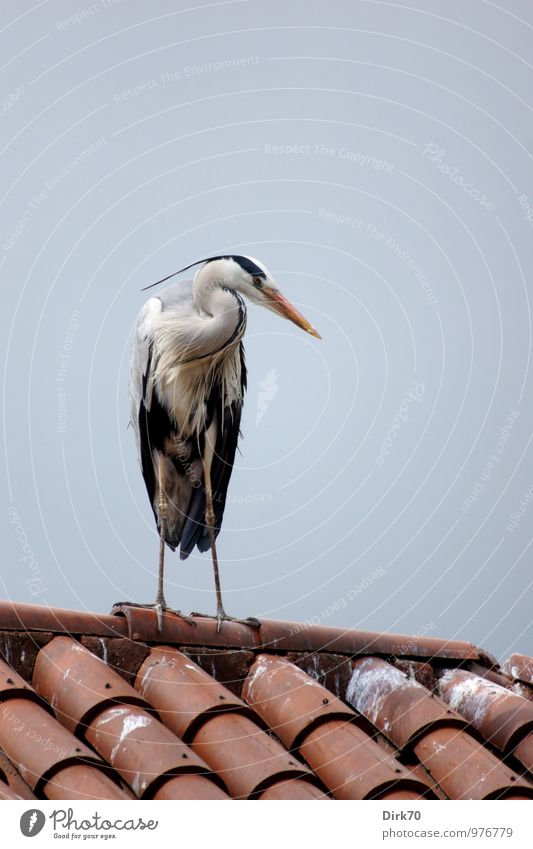 Scheeler side view Cloudless sky Beautiful weather Istanbul Turkey Roof Roof ridge Roofing tile Wild animal Bird Heron Grey heron 1 Animal Observe Looking Stand