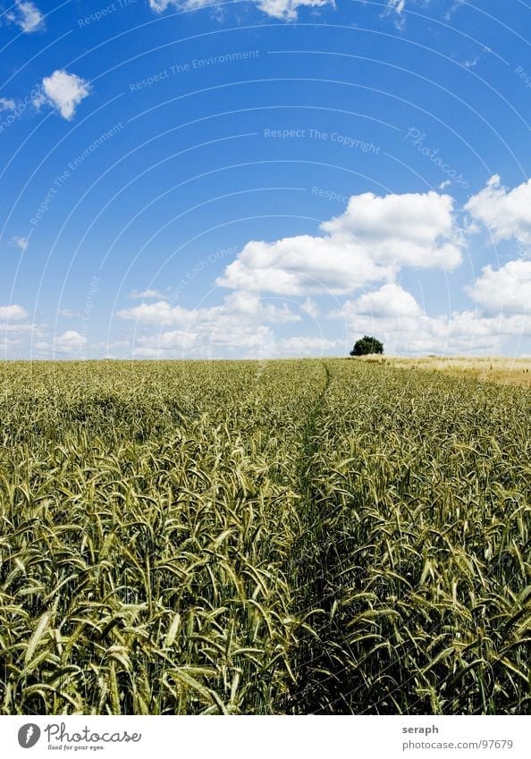 Fields Meadow Rye Wheat Barley Horizon Environmental protection Blade of grass Ear of corn Ecological Cornfield Rural Agriculture Grain Nature Landscape Plant