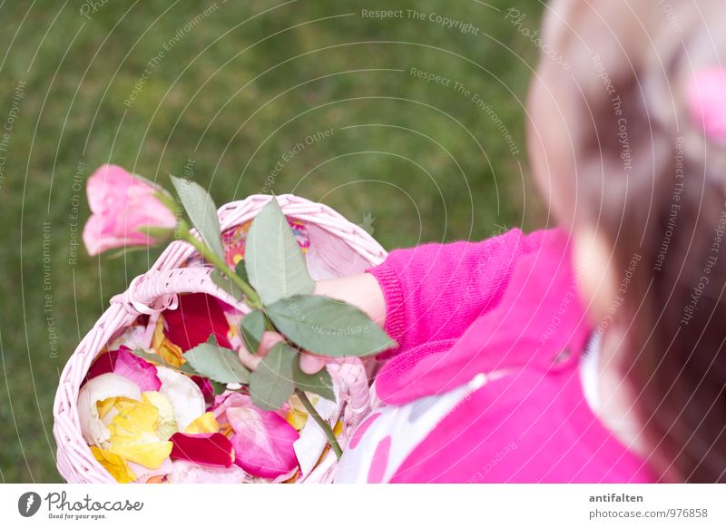 Flower Girl I Wedding Feminine Child Brothers and sisters Family & Relations Infancy Body Head Hair and hairstyles Arm Hand 1 Human being 3 - 8 years Rose