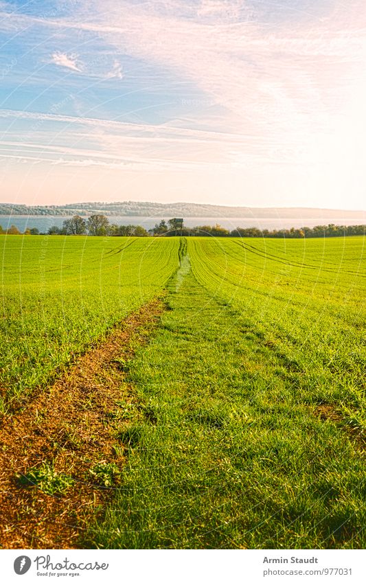 Field path to the lake Environment Nature Landscape Earth Sky Sun Spring Summer Beautiful weather Meadow Lake Mecklenburg-Western Pomerania Footpath