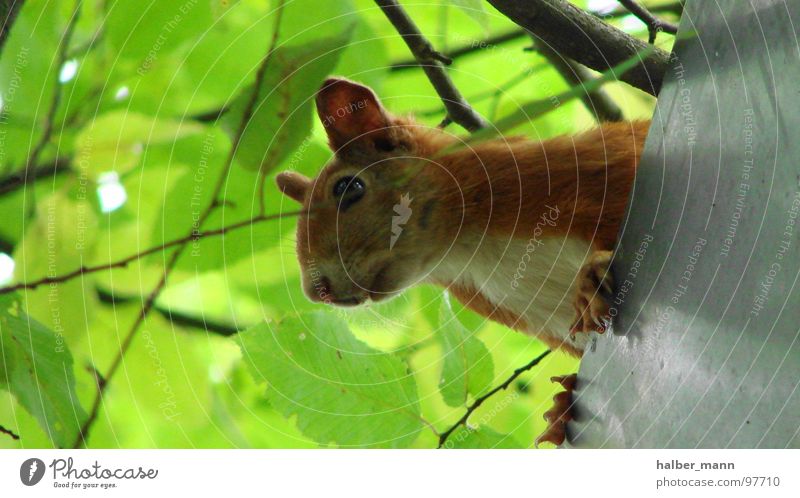 sqirrel Squirrel Auburn Green Leaf Sweet Roof Concentrate Search Animal Respect Ear Calm