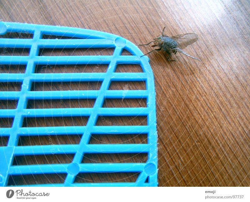 a fly comes waddling along. Chance Survive Life Live Funny Grid Testing & Control Fly Death dead fun Joy slap swatter Caution Blue Wing