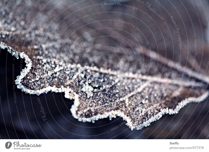 winter leaf Hoar frost winter cold cold snap onset of winter Nordic Oak leaf Nordic cold Domestic Freeze chill winter foliage Winter mood Frozen Winter's day