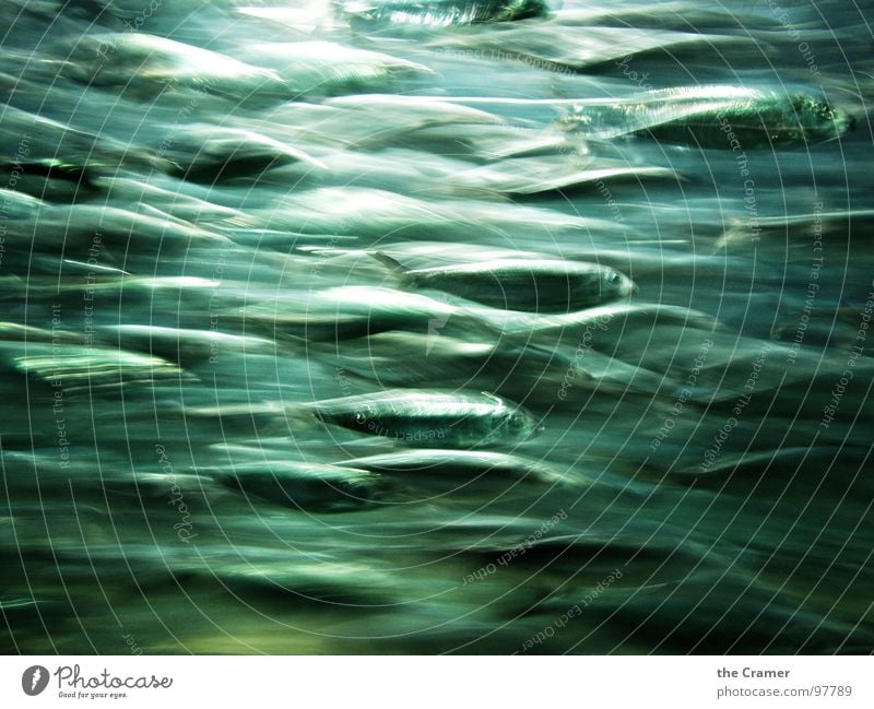 The Swarm Herring Light Fish Ocean Water Flock Glittering Movement Dynamics swarm moving