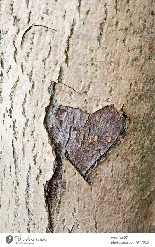 Old love Tree Deciduous tree Wood Sign Heart Brown Love Infatuation Loyalty Romance Heart-shaped Tree trunk Tree bark scoring Memory Colour photo Subdued colour