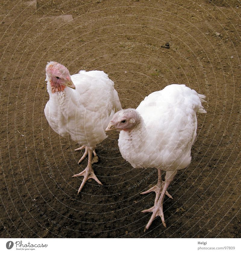 two white turkeys strolling on a farm Hen Poultry Bird 2 Plumed Toes Claw Beak Farm Agriculture Elapse Brown White Pink Looking Puppy love Going Flirt In step