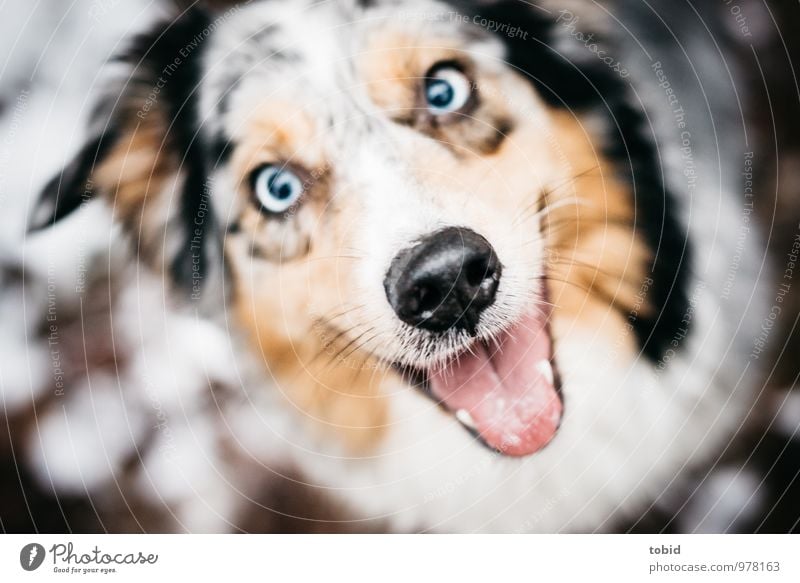 happy Animal Dog Animal face Snout Whisker 1 Smiling Laughter Looking Sit Beautiful Near Brash Direct Contentment Tongue Breathe Muzzle White Brown Black Blue