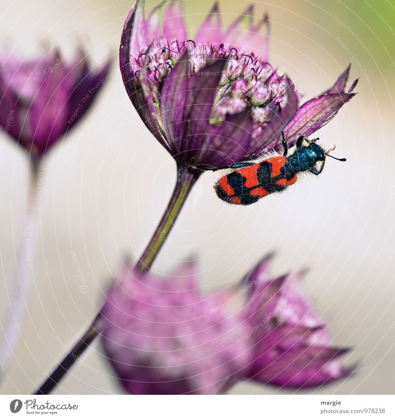 No bee - bee beetle on a blossom Environment Nature Plant Animal Beautiful weather Flower Bushes Blossom Foliage plant Exotic Calyx Blossoming Garden