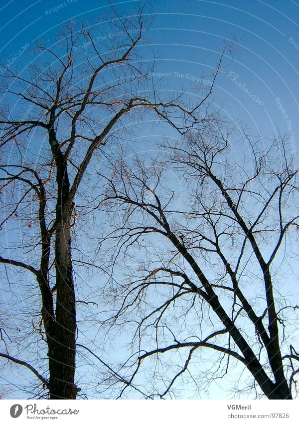 spider web trees Tree Mysterious Impressive 2 Sky Blue spiderweb-like Beautiful weather Nature Landscape Branch branches Peace Peaceful