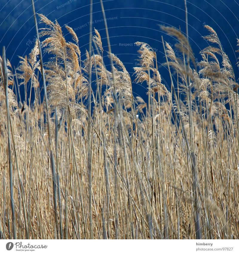 whispering wind Field Agriculture Autumn Sky Grain Nature Hiding place Landscape Plant