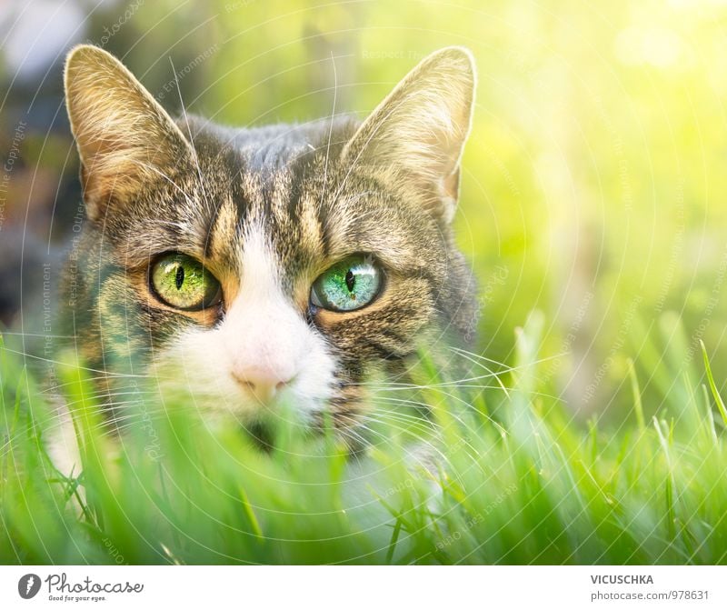 Cat with pink nose and different eyes Style Garden Nature Plant Animal Spring Summer Park Meadow Field Pet 1 Pink Eyes Difference Colour Eye colour Grass Lawn