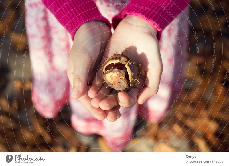 autumn mood Child Hand 1 Human being 8 - 13 years Infancy Chestnut Park Brown Pink Gift Autumn leaves Autumnal Sunlight To go for a walk Warm light