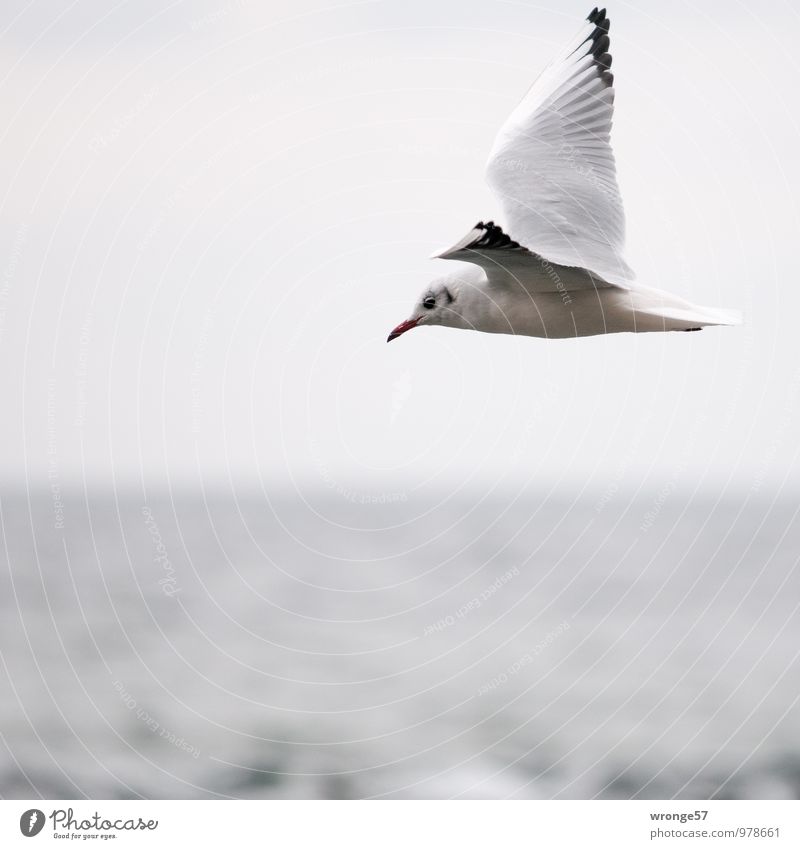 From right to left Nature Animal Sky Horizon Wild animal Bird Seagull 1 Flying Infinity Maritime Gray Ocean Baltic Sea Wing Colour photo Subdued colour