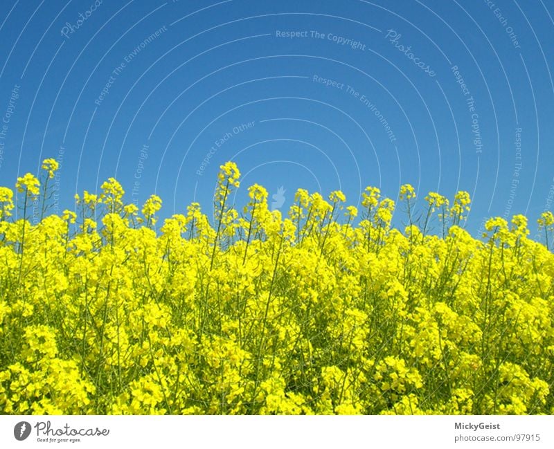 rapeseed Field Blossom Yellow Canola Meadow Nature Sky Blue