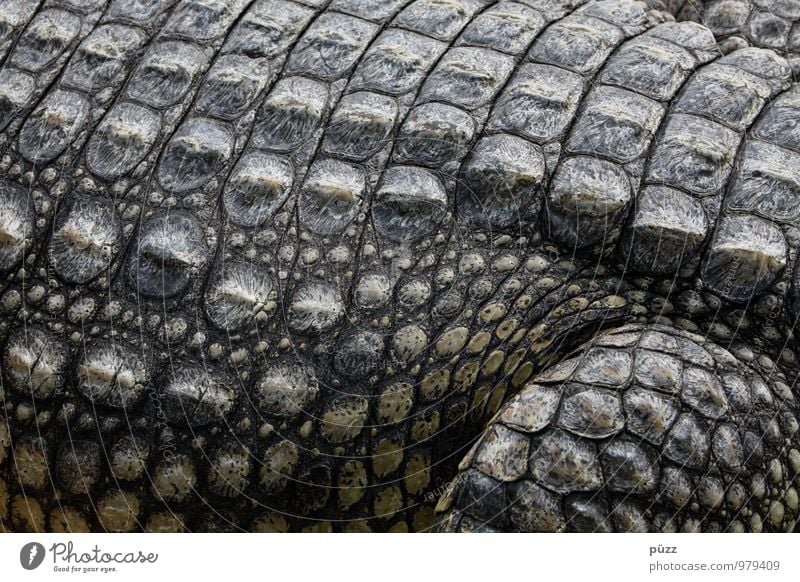alligator Nature Animal Wild animal Scales Zoo Crocodile Alligator 1 Aggression Threat Exotic Strong Gray Green Fear Respect Voracious Colour photo