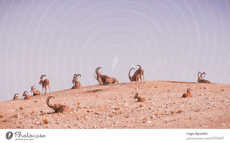 family reunions Environment Nature Landscape Animal Elements Earth Sand Climate change Beautiful weather Desert Wild animal Capricorn Mammal Even-toed ungulate