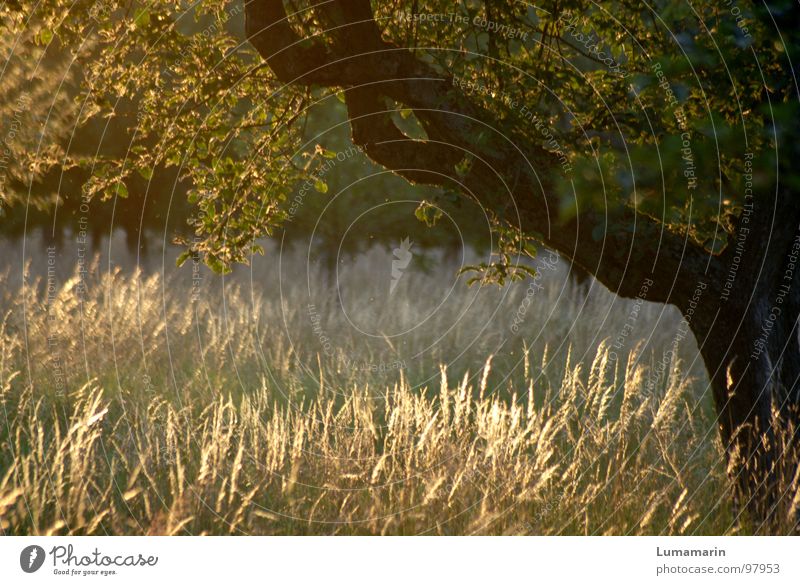 evening sun Relaxation Calm Summer Nature Landscape Beautiful weather Wind Warmth Tree Grass Leaf Meadow Field Brown Yellow Green Evening sun Sunset