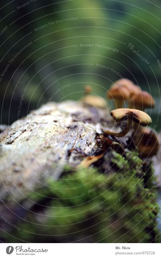 Between liver and spleen still fits a mushroom Environment Nature Landscape Plant Bushes Forest Growth Mushroom Tree trunk Moss Forest walk Worm's-eye view