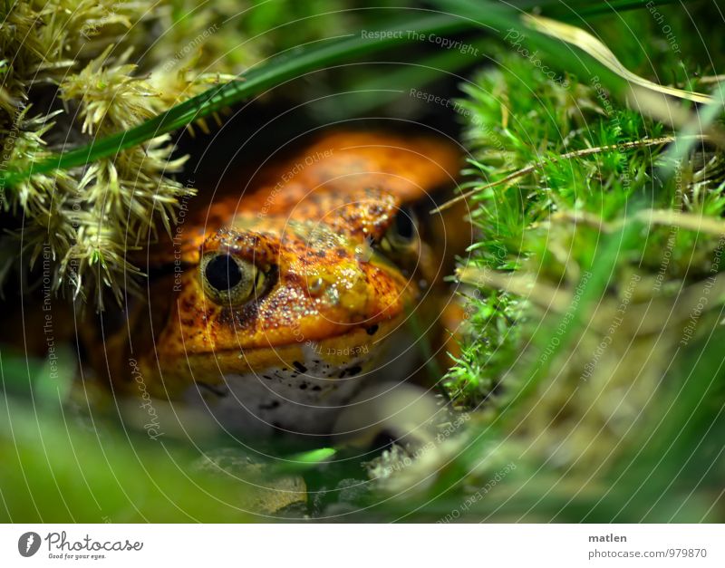 the red danger Grass Moss Animal Frog 1 Wait Green Red Observe tomato frog Colour photo Deserted Shallow depth of field Worm's-eye view