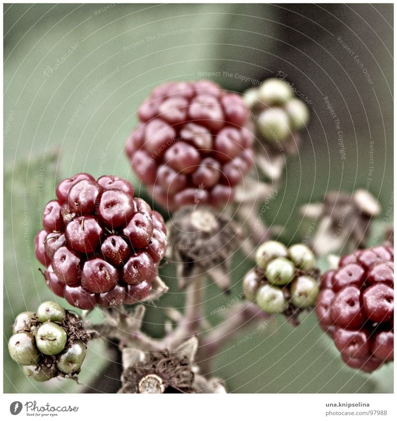 blackberry Fruit Sphere Green Red Immature Berries Colour photo Exterior shot Detail