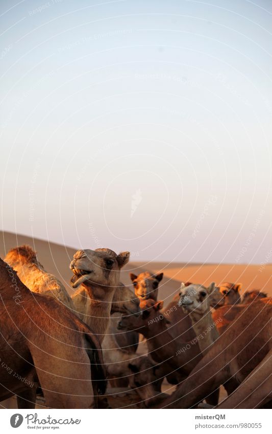 Desert Cab VI Animal Esthetic Contentment Camel Camel driver Camel hump Camel market Head of a camel Sahara Abu Dhabi Warmth Hot Summer vacation Colour photo