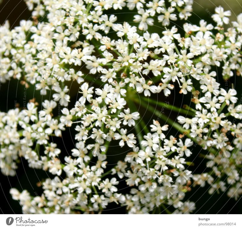 sea of blossoms Blossom White Flower Beautiful Versatile Multiple Apiaceae Umbellifer Bouquet Plant Uniqueness Mostly Many uniform Equal