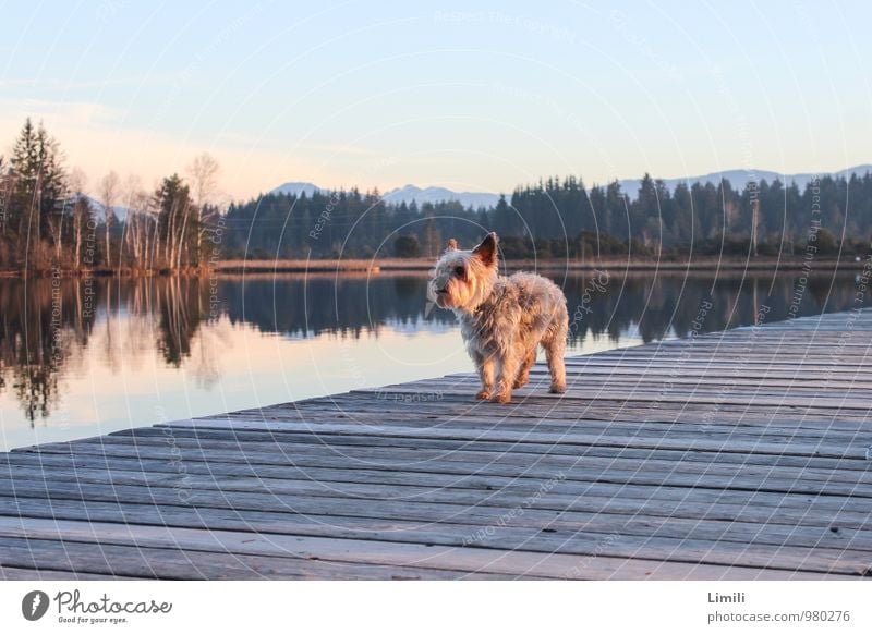 dog catwalk Well-being Contentment Relaxation Swimming & Bathing Leisure and hobbies Vacation & Travel Trip Nature Landscape Water Horizon Autumn