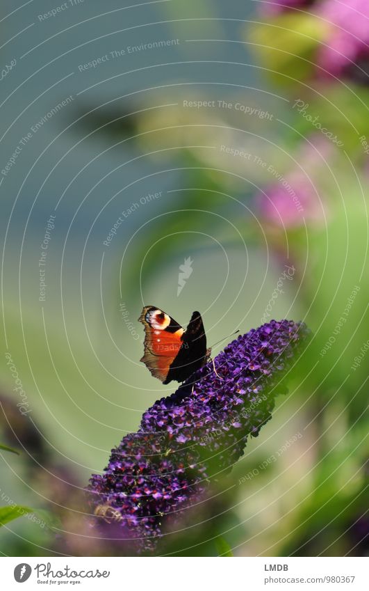 Butterfly well hidden Nature Plant Animal Summer Bushes Garden 1 Green Violet Buddleja Peacock butterfly Lilac Insect Nectar Perspective Colour photo