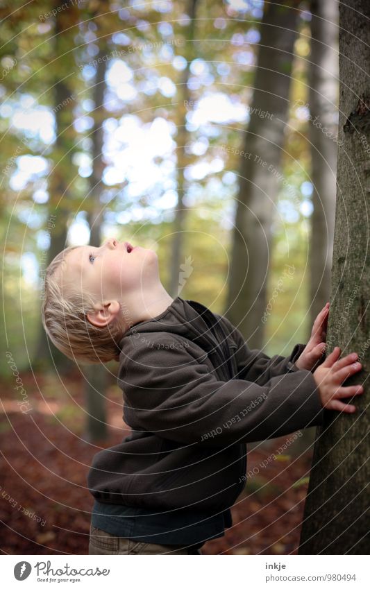 Little boy looks up a tree Leisure and hobbies Trip Hiking To go for a walk Child Toddler Boy (child) Infancy Life Upper body 1 Human being 1 - 3 years Nature