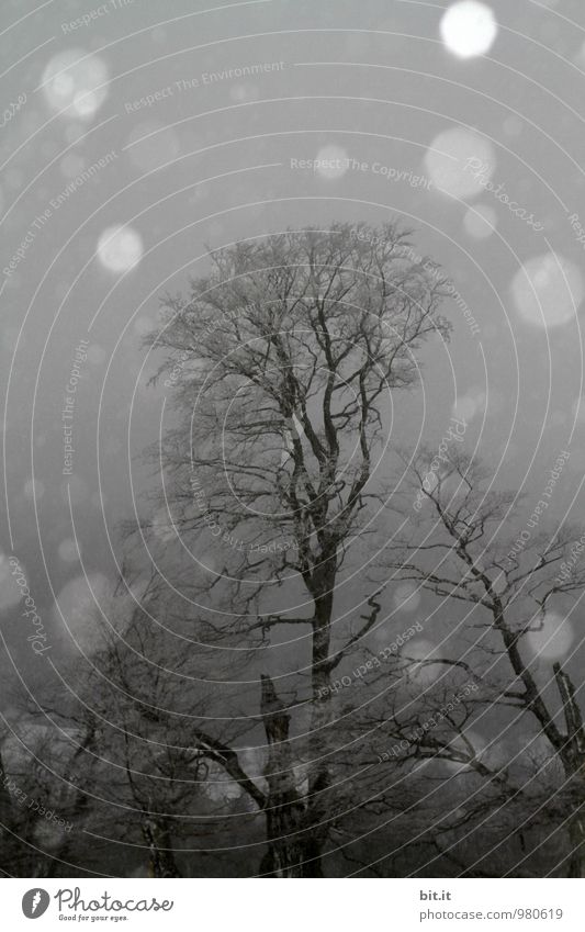 Watermark | falling down, circular, now omitted Science & Research Renewable energy Energy crisis Winter Climate Bad weather Storm Ice Frost Snow Snowfall