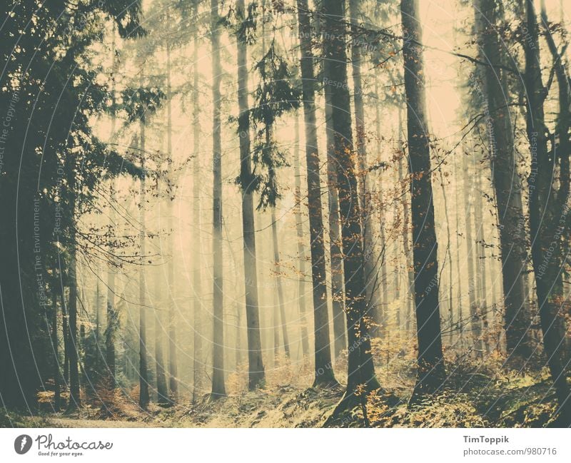 A forest fairy tale Forest - a Royalty Free Stock Photo from Photocase