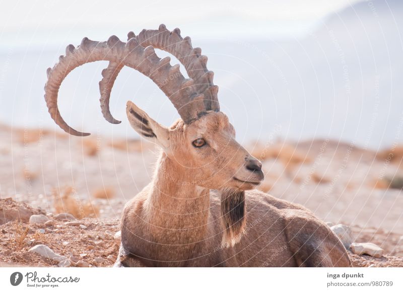 What to watch Environment Nature Landscape Animal Mountain Desert Israel Negev Adventure Capricorn Antlers Colour photo Exterior shot Day Shadow