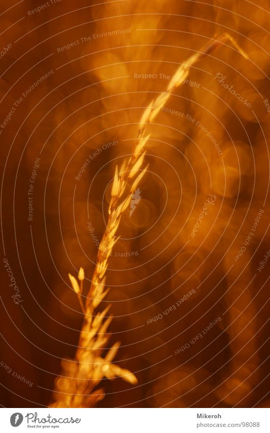 The pure eroticism of a blade of grass... Grass Yellow Meadow Field Green Wheat Macro (Extreme close-up) Beautiful Stalk Blade of grass Ear of corn Glittering