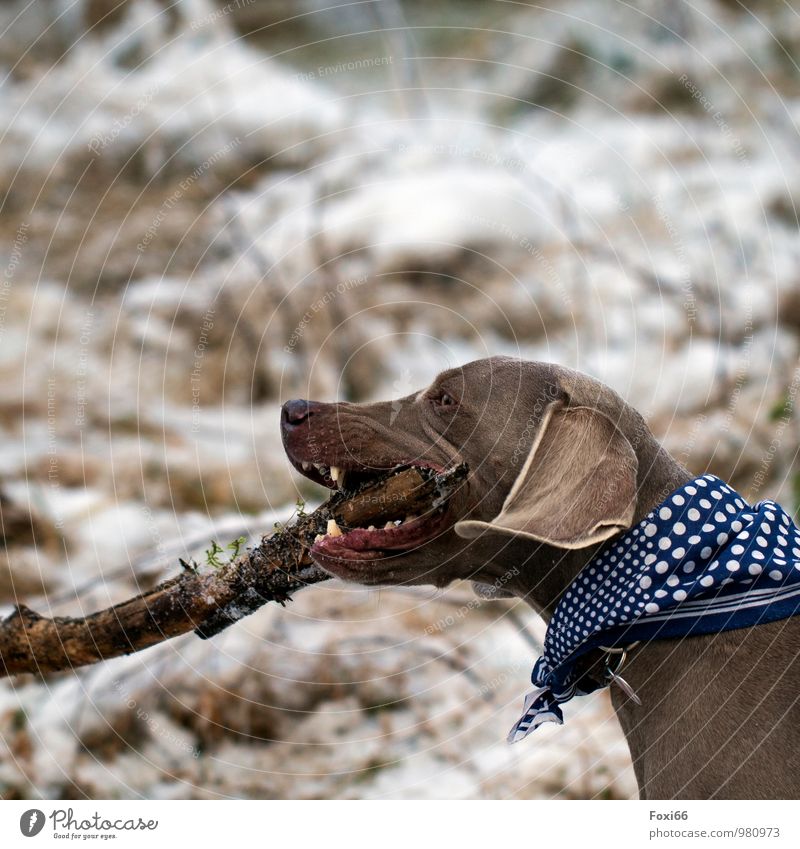 this is my stick... Environment Nature Winter Ice Frost Snow Bushes Forest Pelt Neckerchief Pet Dog 1 Animal Wood Work and employment To feed Fight Playing Romp