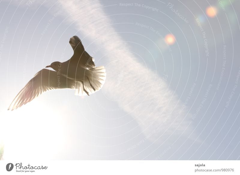 Seagull in the light Animal Sky Clouds Sun Sunlight Wild animal Bird 1 Flying Blue White Freedom X-rayed Wing Colour photo Exterior shot Deserted