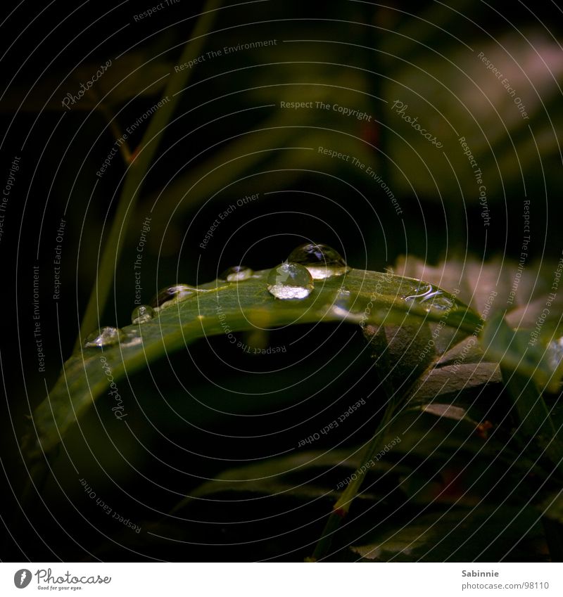 Always rain Rain Drops of water Leaf Green Dark Wet Damp Exterior shot Macro (Extreme close-up) Close-up Garden raindrops pearls humid