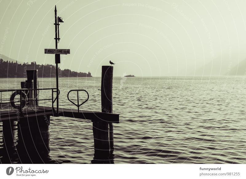 Bridge with bird Leisure and hobbies Dark Lake Lakeside Footbridge Jetty Lake Garda Silhouette Wooden stake Longing Wanderlust Loneliness Romance Idyll Peaceful