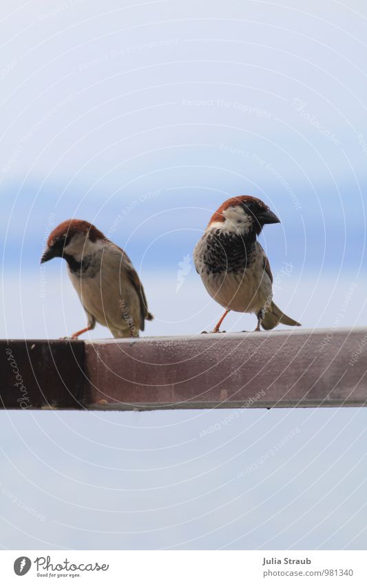 I nope you Wild animal Bird Wing 2 Animal Pair of animals Communicate Brash Blue Brown Red Shame Love affair Sparrow Colour photo Exterior shot Day
