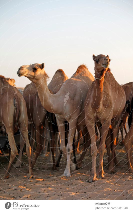 Desert Cab VII Art Esthetic Camel Camel driver Camel hump Camel market Head of a camel Oasis Animal Herd Colour photo Subdued colour Exterior shot Experimental