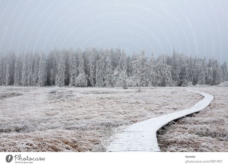 Way into the winter wonder forest Landscape Winter Forest Calm Lanes & trails Ambiguous Future Edge of the forest Woodway Hope Curve Fir tree Hoar frost