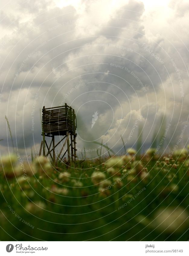 Excellent Hunting Blind Worm's-eye view Clouds Pull Dangerous Dark Hunter Clover Meadow Under Wood Growth Blossom Flower Plant Rain Grass Green Blur Roe deer