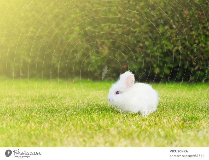 small white bunny on lawn in the garden Style Leisure and hobbies Summer Baby Nature Plant Animal Spring Beautiful weather Garden Park Meadow Pet Farm animal 1