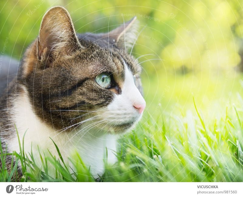 Grey cat with white face in summer garden Summer Garden Nature Plant Animal Spring Beautiful weather Park Meadow Field Pet Cat 1 Soft Sunlight Grass Lawn Free