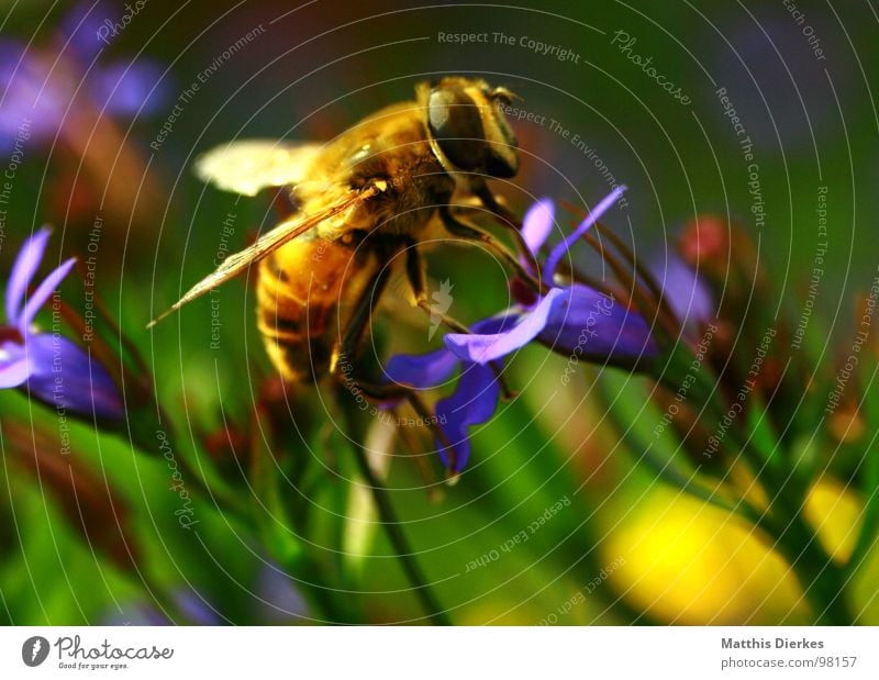 landing Bee Insect Wasps Hornet Disgust Animal Drinking Nutrition To enjoy Flower Window box Balcony Plant Propagation Distribute Yellow Versatile Pierce
