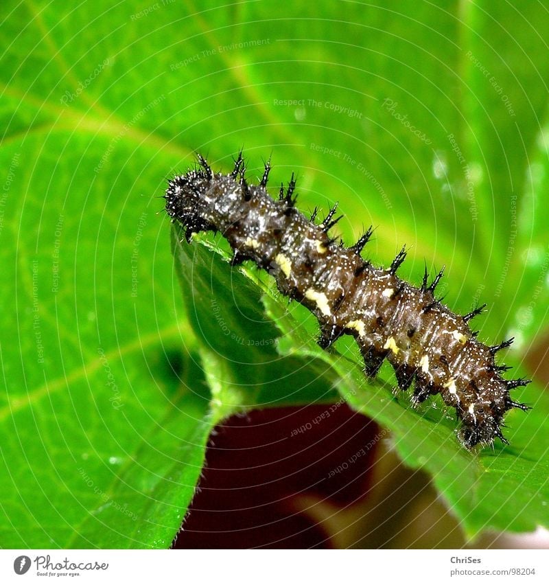 Caterpillar of the Landkärtchen_Araschnia_levana Map butterfly Black Green Thorny Pierce Butterfly Summer Spring Crawl Insect Animal Northern Forest