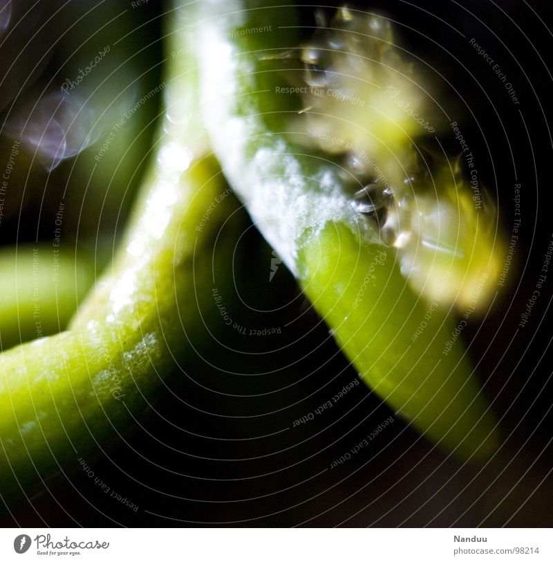 root snake Orchid Dark Green Macro (Extreme close-up) Life Plant Virgin forest Sensitive Fragile Close-up Root Point Snake velamen shining vibrant rainforest